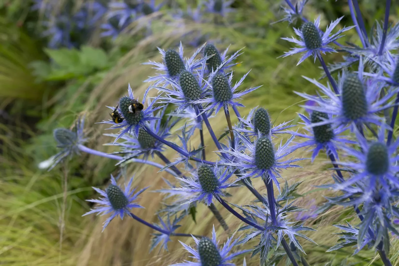 Speelse kusttuin met Dutchborder vol bloemenpracht en tuinberegening te Oostduinkerke (13) -  - Tuinaanleg