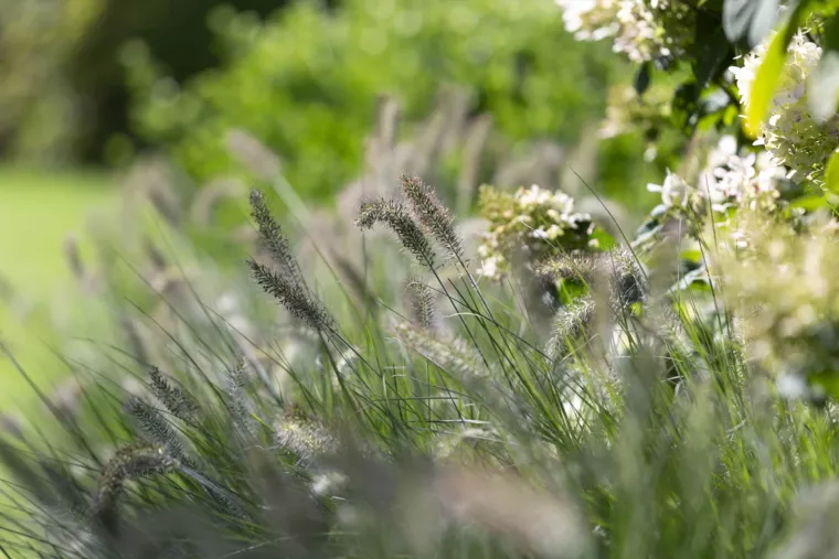 Landelijk gelegen tuin met elegante haagmassieven (32) - 