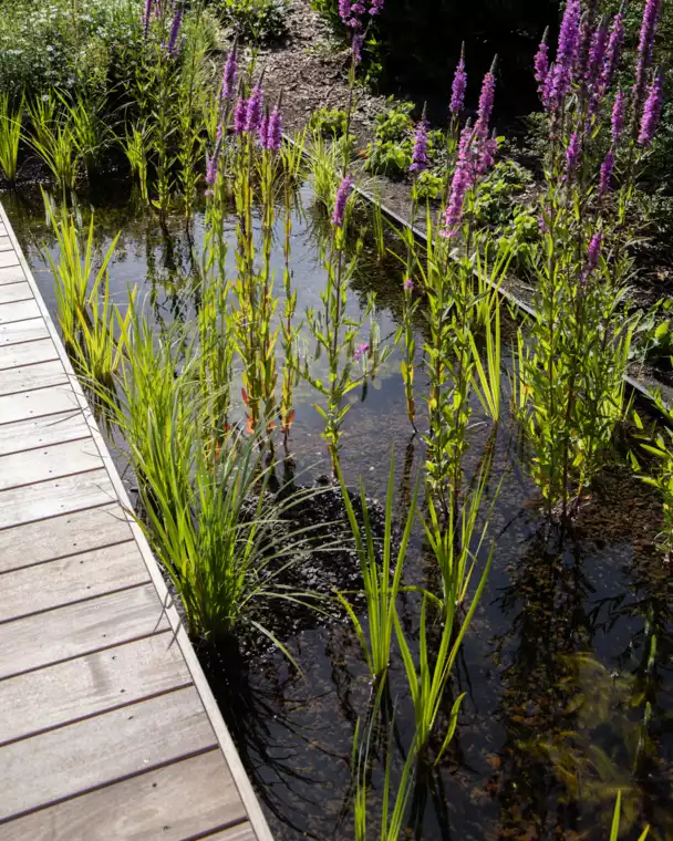 Biopool met strak lijnenspel te Veldegem (10) - 