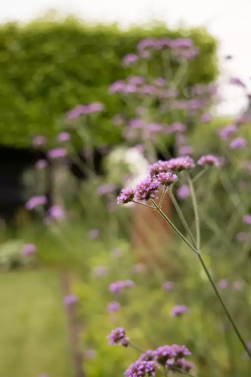 Moderne wellnesstuin te Poperinge (10) -  - Tuinaanleg